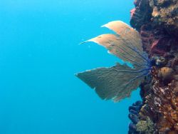 Just some fan coral I took with a disposable camera while... by Cory Carroll 